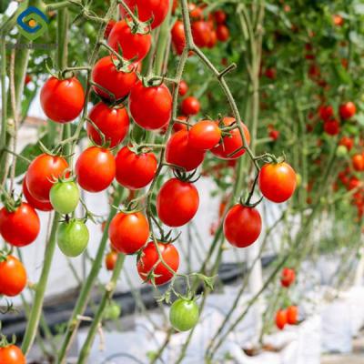 Chine Agriculture Serre multispan pour les tomates Projet clé en main Taille personnalisable à vendre
