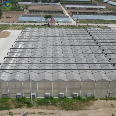 Cina Ventilazione automatizzata Serra di tipo Venlo Serra policarbonata Efficiente dal punto di vista energetico in vendita