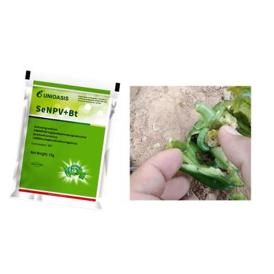 China Effective Pest Management with SeNPV And Bacillus Thuringiensis Fall Armywrom Beet army wrom Control Solution for sale