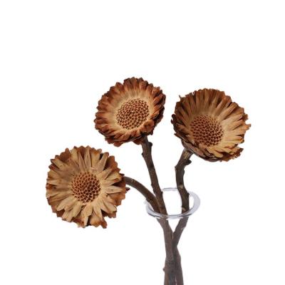 China Dried Flower Dried African Sun Chrysanthemum Flower For Daily Decoration 20cm for sale