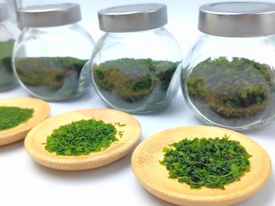 China Aonori feito de algas marinhas premium em verde esmeralda elevar seus molhos de macarrão à venda
