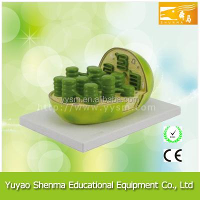 China Biological Plant Model Education Student Teach Chloroplast Anatomical Model 3221 for sale
