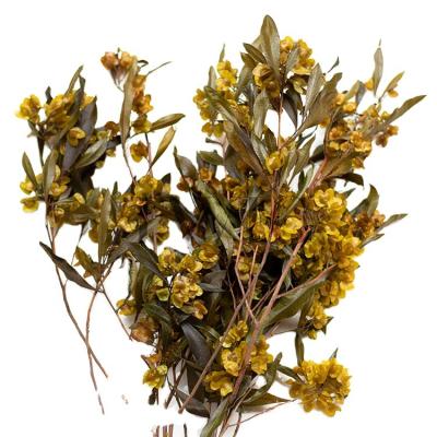 China Hot Selling Cute Butterfly Decoration Flowers Wholesale Decoration Branches Natural Flowers Preserved Butterfly Flower for sale