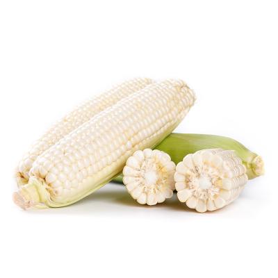 China FROZEN corn wholesale hot popular product factory supplier white corn for sale