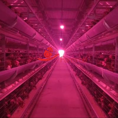 China Industrial-Grade 6-Tier Layer Chicken Cage System Durability for sale