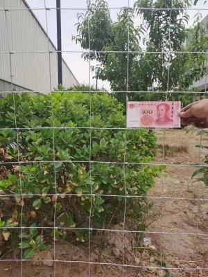 China New Type Automatic Grassland Fixed Knot Fence Weaving Making Machine for sale