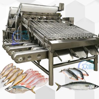 China Stainless Steel 304 Yellow Croaker Grader 12pcs Roller Sardine Mackerel Grader for sale