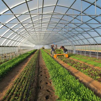 China Stable Structure Easily Assembled Commercial Greenhouse Agricultural Film Plastic Sheet Greenhouse For Agricultural for sale
