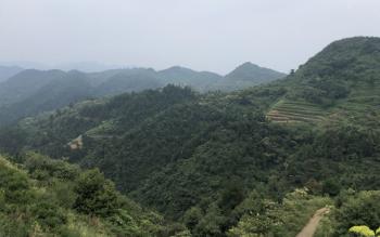 중국 Dark Chinese Tea Ltd.