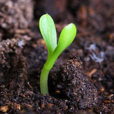 Cina Fertilizzante granulare organico di Vermicast per il fosforo delle verdure in vendita