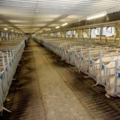 China Prefab Steel Pig Farm Houses Sheds Buildings For Efficient Modernized Farming Solutions for sale