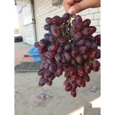 China Fresh Wholesale Organic High Quality Grapes for sale