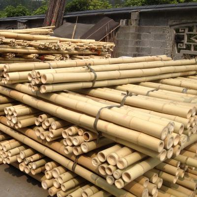 China Garden Furniture Natural Bamboo Poles Stakes Straight For Garden Plant Length 16cm for sale