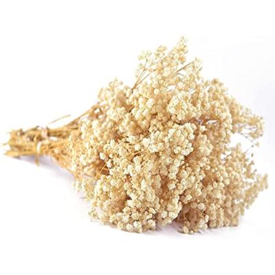 China Natural Touch Wholesale Long Lasting Flowers Preserved Baby's Breath Real Natrual Gypsophila for Vase Arrangements Home Decoration for sale