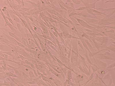 China Growth Factors Stem Cells Culture Supplements Stem Cells For Liquid Nitrogen Storage for sale