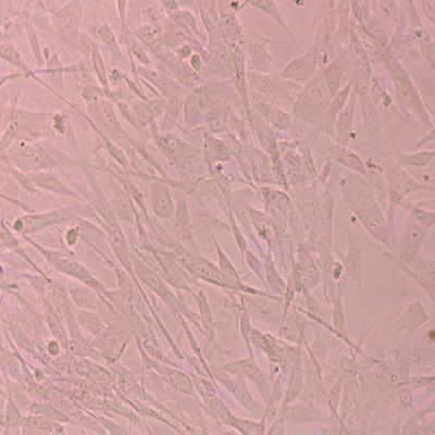 China Improve Diseases Stem Cells Affect Eight Major Systems Of Human Body for sale