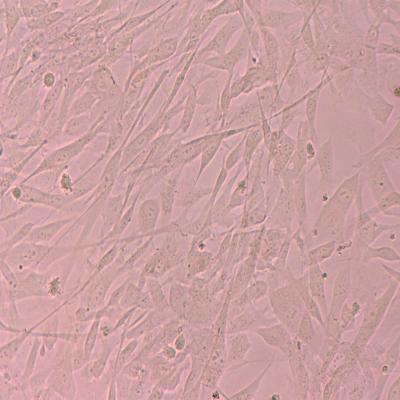 China Feeder Free Stem Cells Culture Format Pluripotent Stem Cells Research Needs for sale
