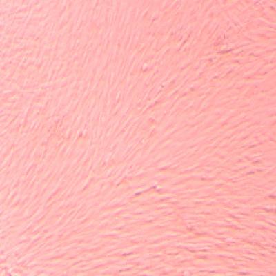China High Purity Innovative Stem Cells Laboratory Clinic Clinic Stem Cells High Viability for sale