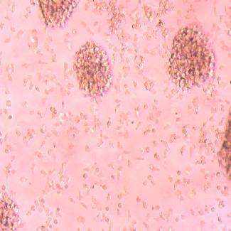 China Powerful Immune Cells Optimal Health Immune System Cells for sale