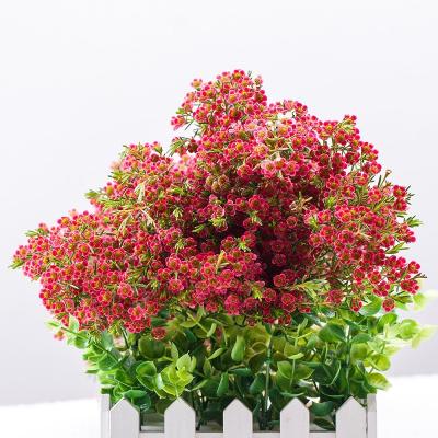China Natural Fresh Cut Flower Exporter Kunming Touch Chalice Colorful Fresh Cut Canthus Flowers Wintersweet Wedding Gifts Decoration Color Plants for sale