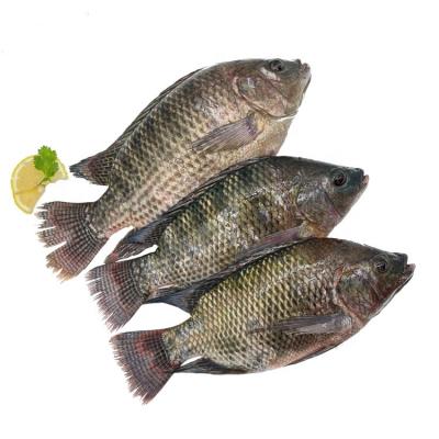 China Top Ten Organic Suppliers of Frozen Black Tilapia Fish for sale