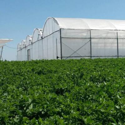 China Long Service Life MA XL Polycarbonate Hydroponic Greenhouse For Agriculture for sale