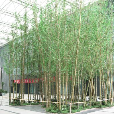 China Environmental Friendly Wholesale Outdoor 3m Landscape Factories Wholesale Plastic Artificial Bamboo Tree for sale