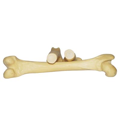 China Surgert Dog Femur Bone Medical Plastic Training Model for sale