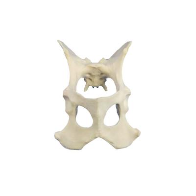 China Canine/Dog Pelvis Medical Model For Medical Surgery for sale