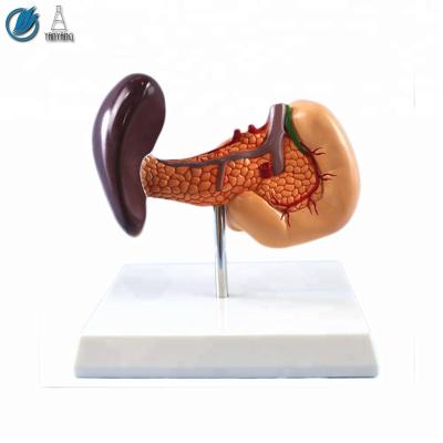 China Liver, pancreas and duodenum simulation medical human life size model for sale