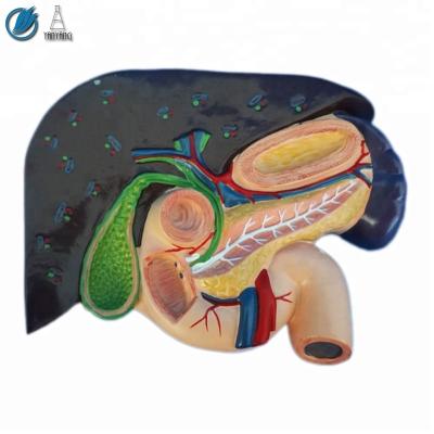 China Medical liver with human gallbladder pancreas and duodenum model for sale