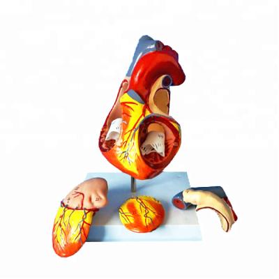 China Medical Human 2 Times 3 Parts Education Organs Heart 3D Model for sale