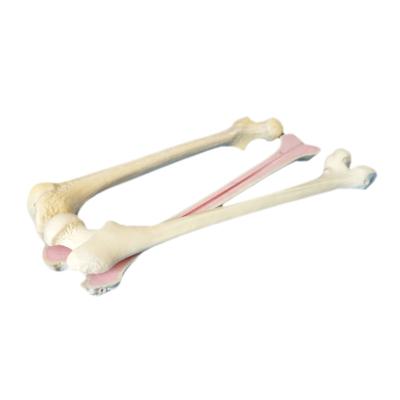 China Medical PP Foam Femur Solid Bone Orthopedic Training Model for sale