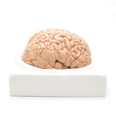 China Medical Anatomical Human Plastic Brain Teaching Model for sale