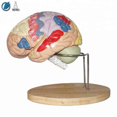 China Two Medical Human Parts of Medical Brain Teaching Model for sale