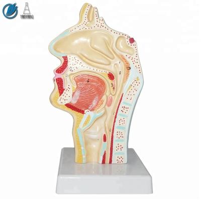 China Medical Human Medical Teaching Sinus Sectional Model for sale