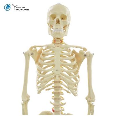 China Medical Teaching Aid 170cm Life Size Man Anatomy Human Skeleton Teach Model for sale