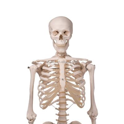 China HUMAN SKELETON MODEL teaching aid 168 cm WITH PAINTED SKULL for sale