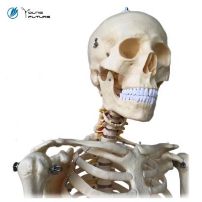 China 170cm Life Size Medical Teaching Aid With Skeletal Ligament Human Anatomy 3D Model for sale