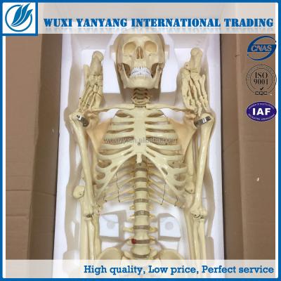 China 180cm Anatomy Human Plastic Skeleton Teaching Aid Study Model for sale