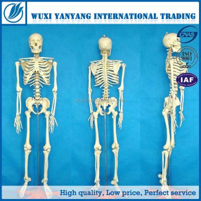 China Artificial Adult Human Skeleton Bone Plastic Human Skeleton 170cm Teaching Aid for sale