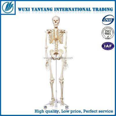 China 180cm teaching aid animal skeleton, bird skeleton, bat skeleton for sale