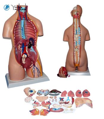 China School / Hospital 32 Parts Human Anatomical Torso Model for sale