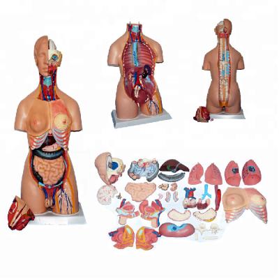 China Medical 85cm Size 32 Parts Medical Human Torso Model For Teaching for sale