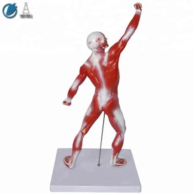 China PVC Medical Plastic Human Body Muscle Anatomical Training Model for sale