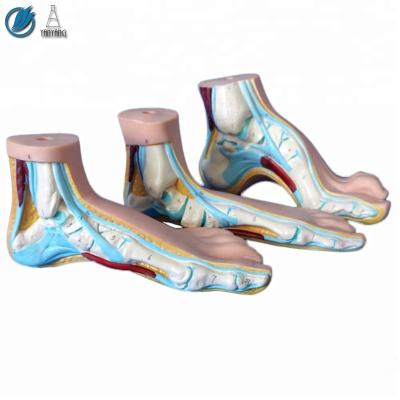 China Realistic Human Simulation Foot Human Medical Anatomical Model for sale