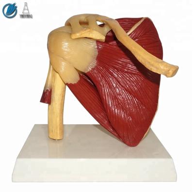 China Shoulder Joint Model With Muscle For Medical Human Teaching for sale