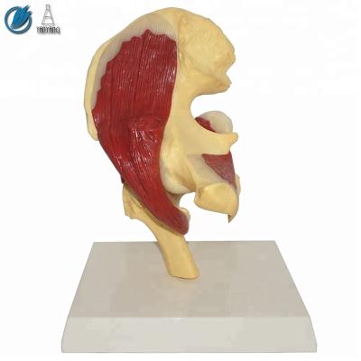 China medical human hip joint model with muscles for teaching for sale