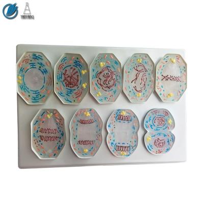 China 9 PCS Cell Mitosis Medical Plastic Animal Model for sale