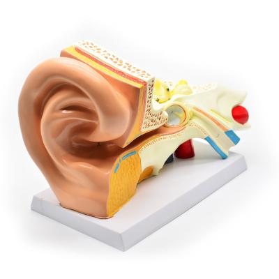 China Demonstration Anatomical Plastic Human Ear Anatomical Model for sale